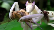 Schweizer_Insekten_1